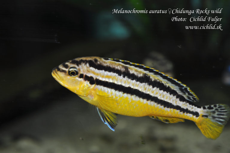 Melanochromis auratus Chidunga Rocks
