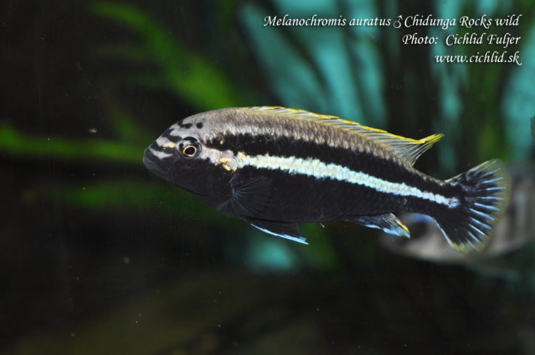 Melanochromis auratus Chidunga Rocks