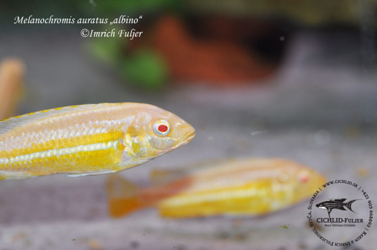 Melanochromis auratus „Albino“