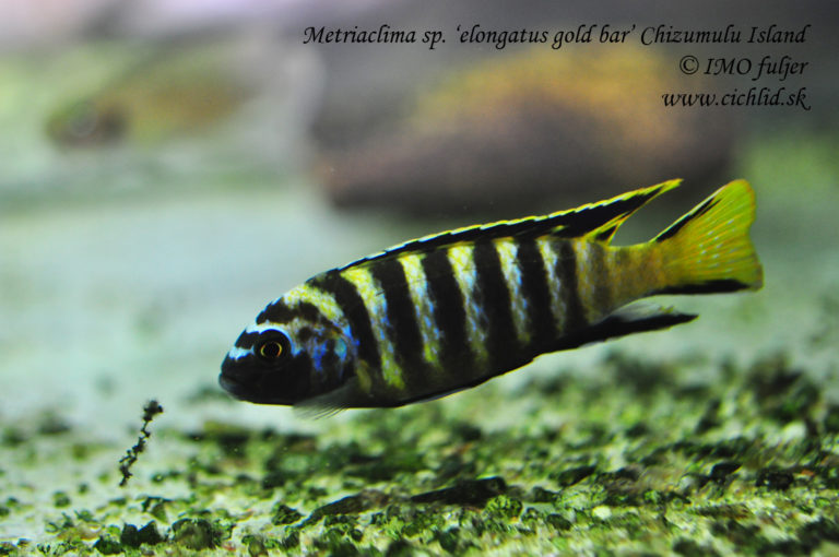 Metriaclima sp. 'elongatus gold bar' Chizumulu Island