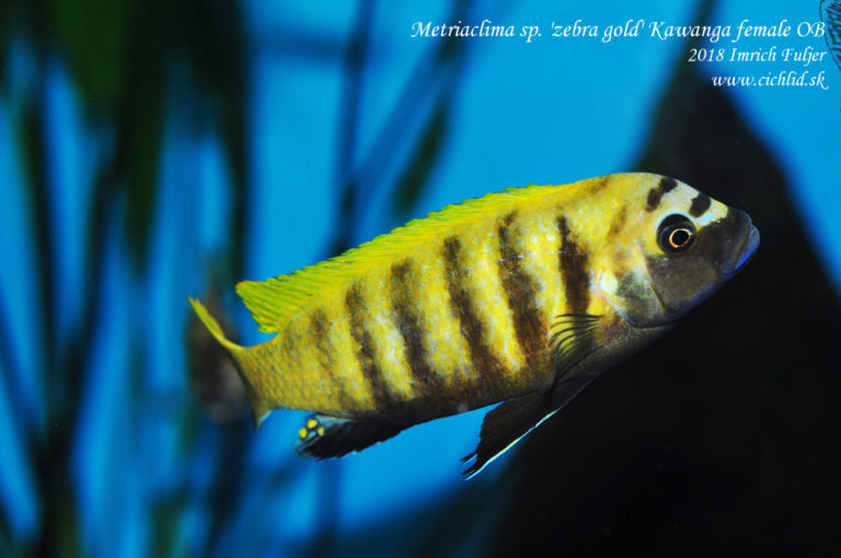 Metriaclima sp. 'zebra gold' OB fem. Kawanga