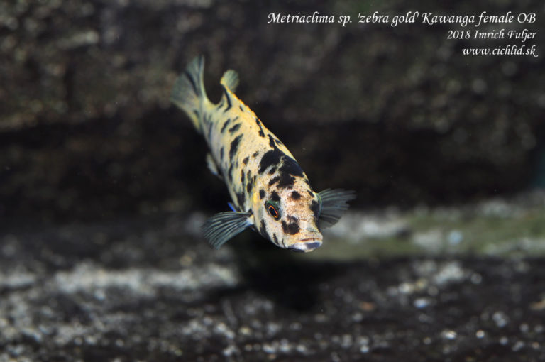 Metriaclima sp. 'zebra gold' OB fem. Kawanga