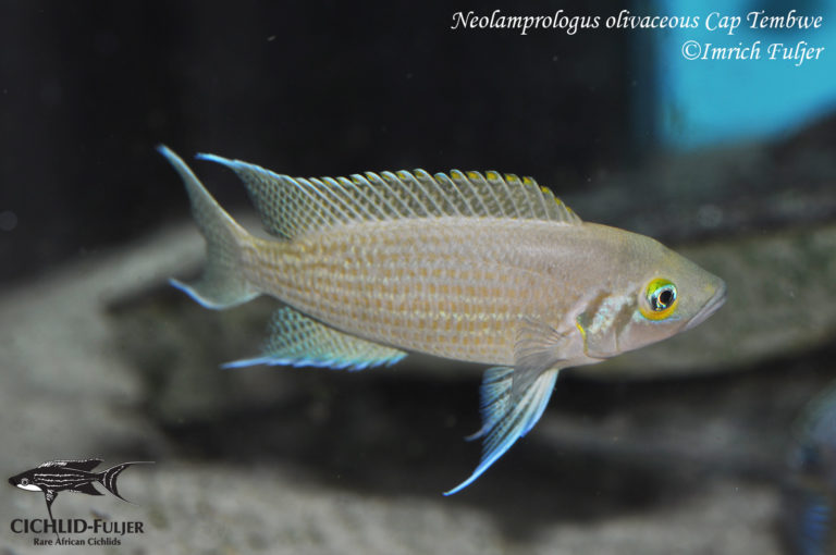 Neolamprologus olivaceous Cape Tembwe