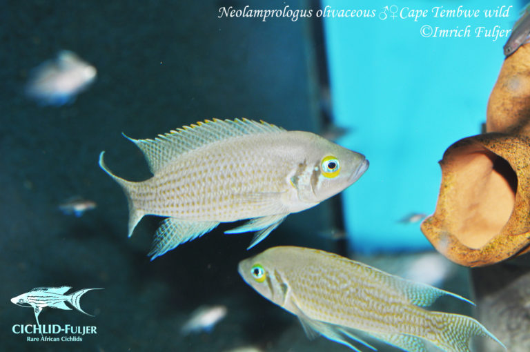 Neolamprologus olivaceous Cape Tembwe