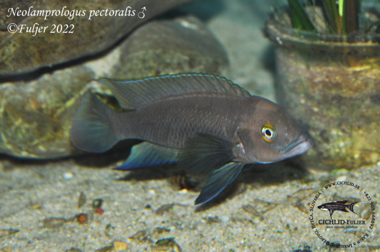 Neolamprologus pectoralis