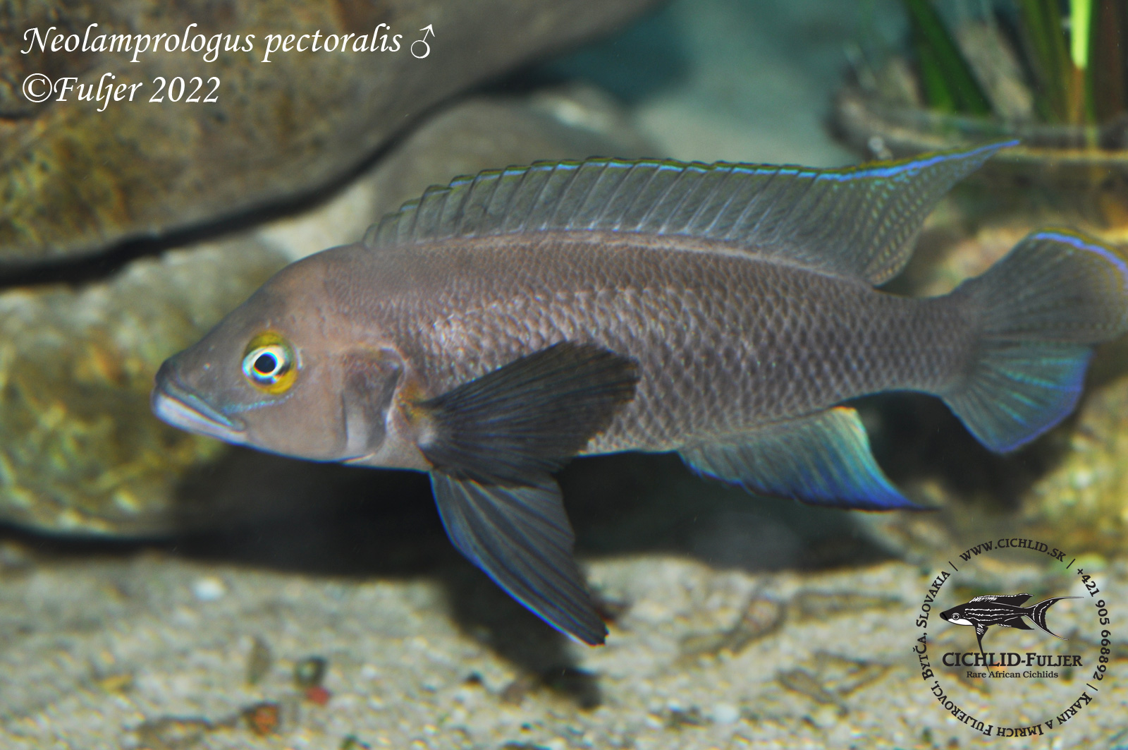 Neolamprologus-pectoralis-(2)