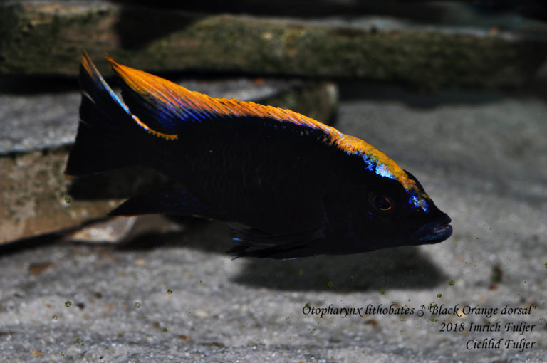 Otopharynx lithobates ♂ "Black Orange dorsal"