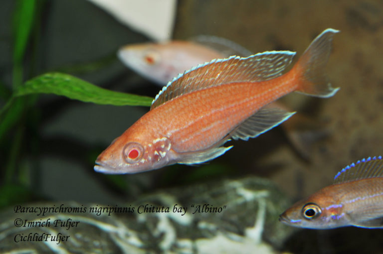 Paracyprichromis nigripinnis Chituta bay “Albino"