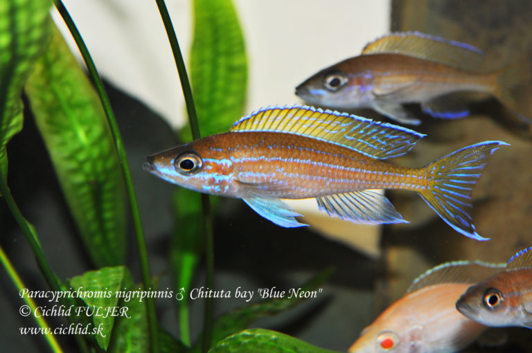 Paracyprichromis nigripinnis ♂ Chituta bay "Blue Neon"