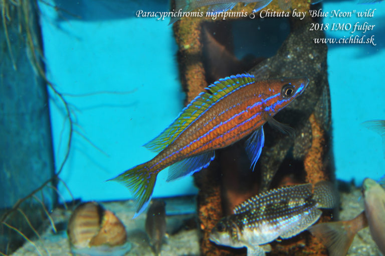 Paracyprichromis nigripinnis ♂ Chituta bay "Blue Neon" wild