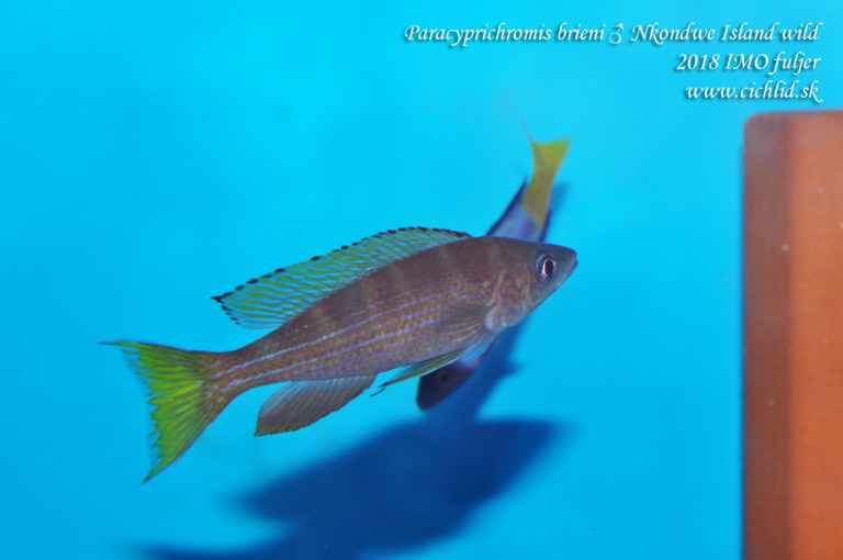 Paracyprichromis brieni ♂ Nkondwe Island
