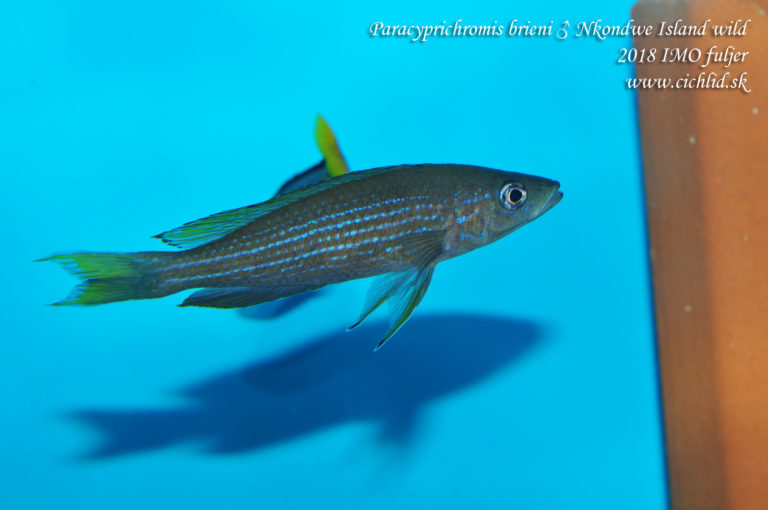 Paracyprichromis brieni ♂ Nkondwe Island