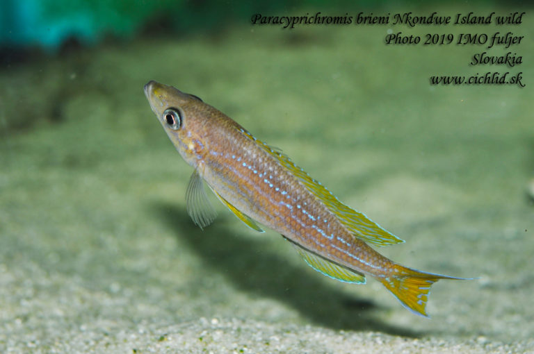 Paracyprichromis brieni Nkondwe Island