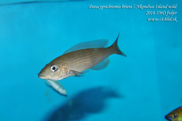 Paracyprichromis brieni ♀ Nkondwe Island