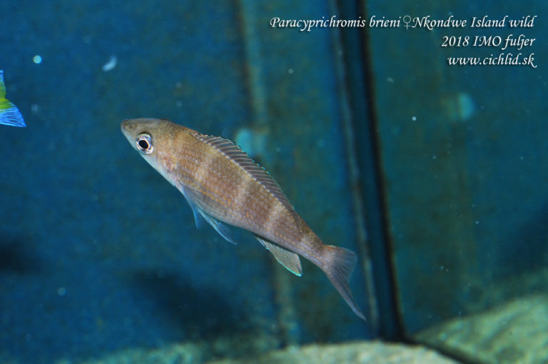 Paracyprichromis brieni ♀ Nkondwe Island