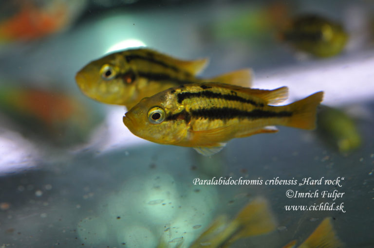Paralabidochromis cribensis "Hard rock"