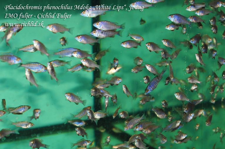 Placidochromis phenochilus Mdoka