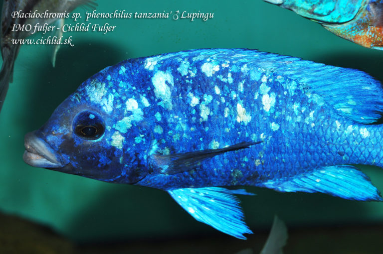 Placidochromis sp. 'phenochilus Tanzania' Lupingu