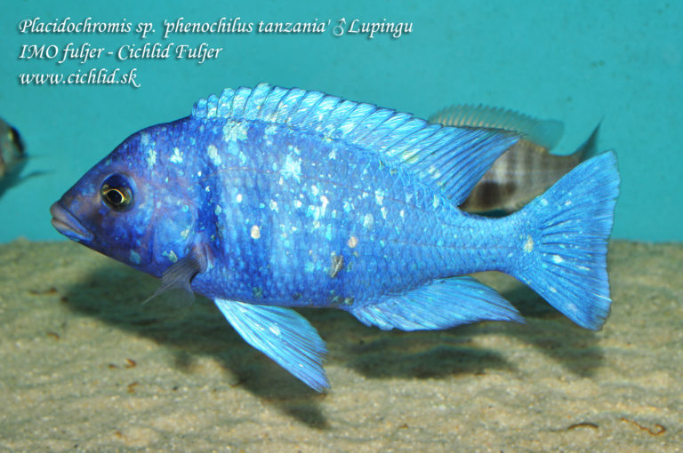 Placidochromis sp. 'phenochilus Tanzania' Lupingu