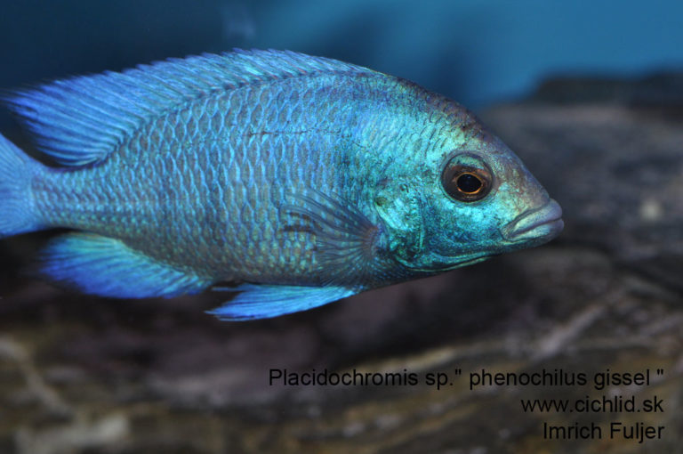 Placidochromis sp. ‘phenochilus gissel’