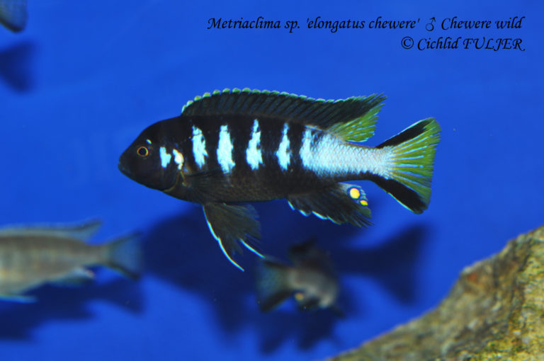 Metriaclima sp. 'elongatus chewere' Chewere