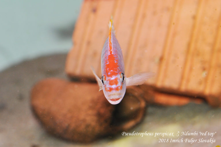Pseudotropheus perspicax ♂ Ndumbi "red top"