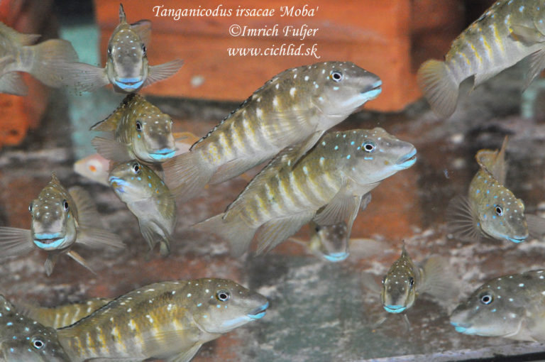 Tanganicodus irsacae 'Moba'