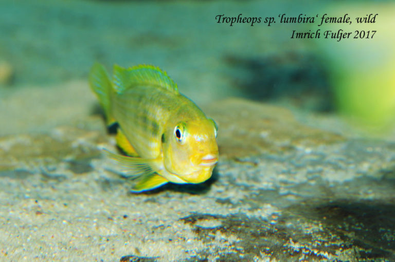Tropheops macrophthalmus ♀'Lumbira'