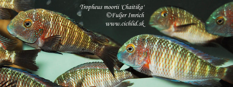 Tropheus moorii 'Cape Chaitika'