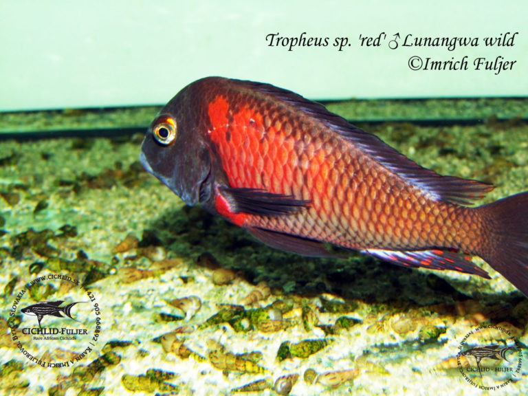 Tropheus sp. 'red' Lunangwa South