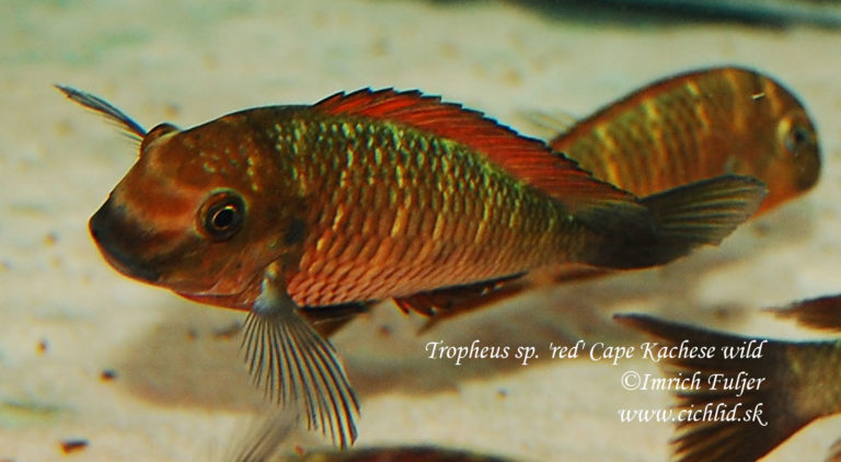 Tropheus sp. 'red' Cape Kachese