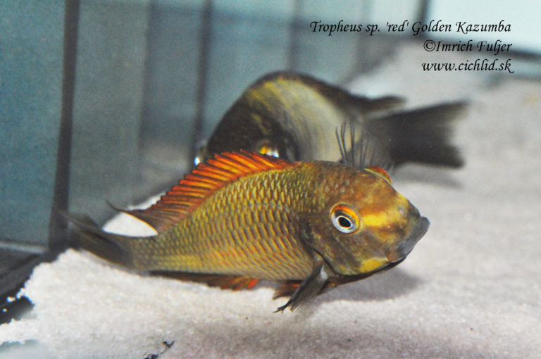 Tropheus sp. 'red' Golden Kazumba