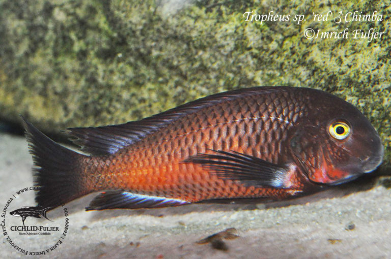 Tropheus sp. 'red' Chimba