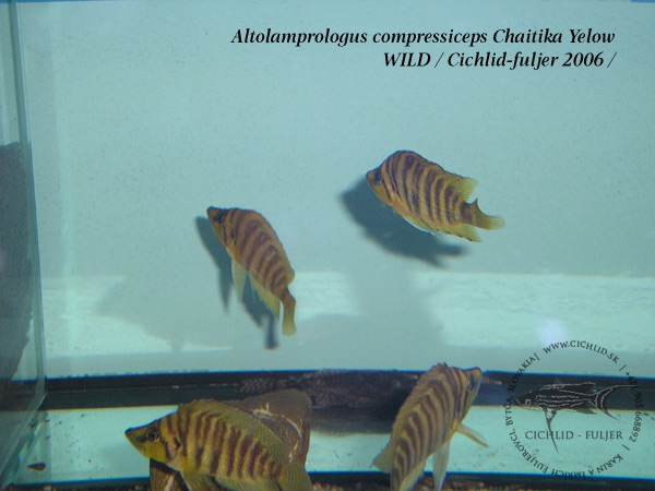 Altolamprologus compressiceps Chaitika "Yelow"