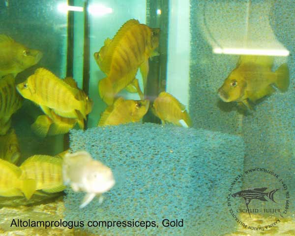 Altolamprologus compressiceps "Gold"