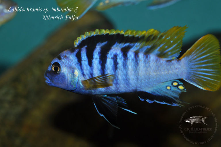 Labidochromis sp. 'mbamba'