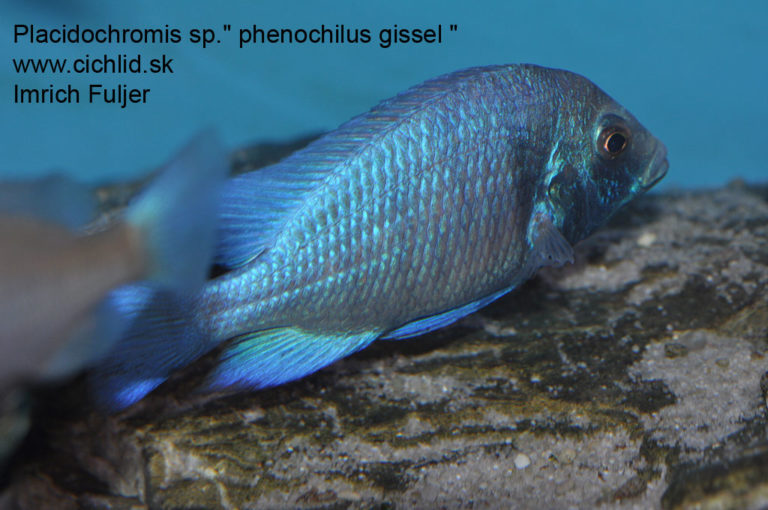 Placidochromis sp. 'phenochilus gissel'