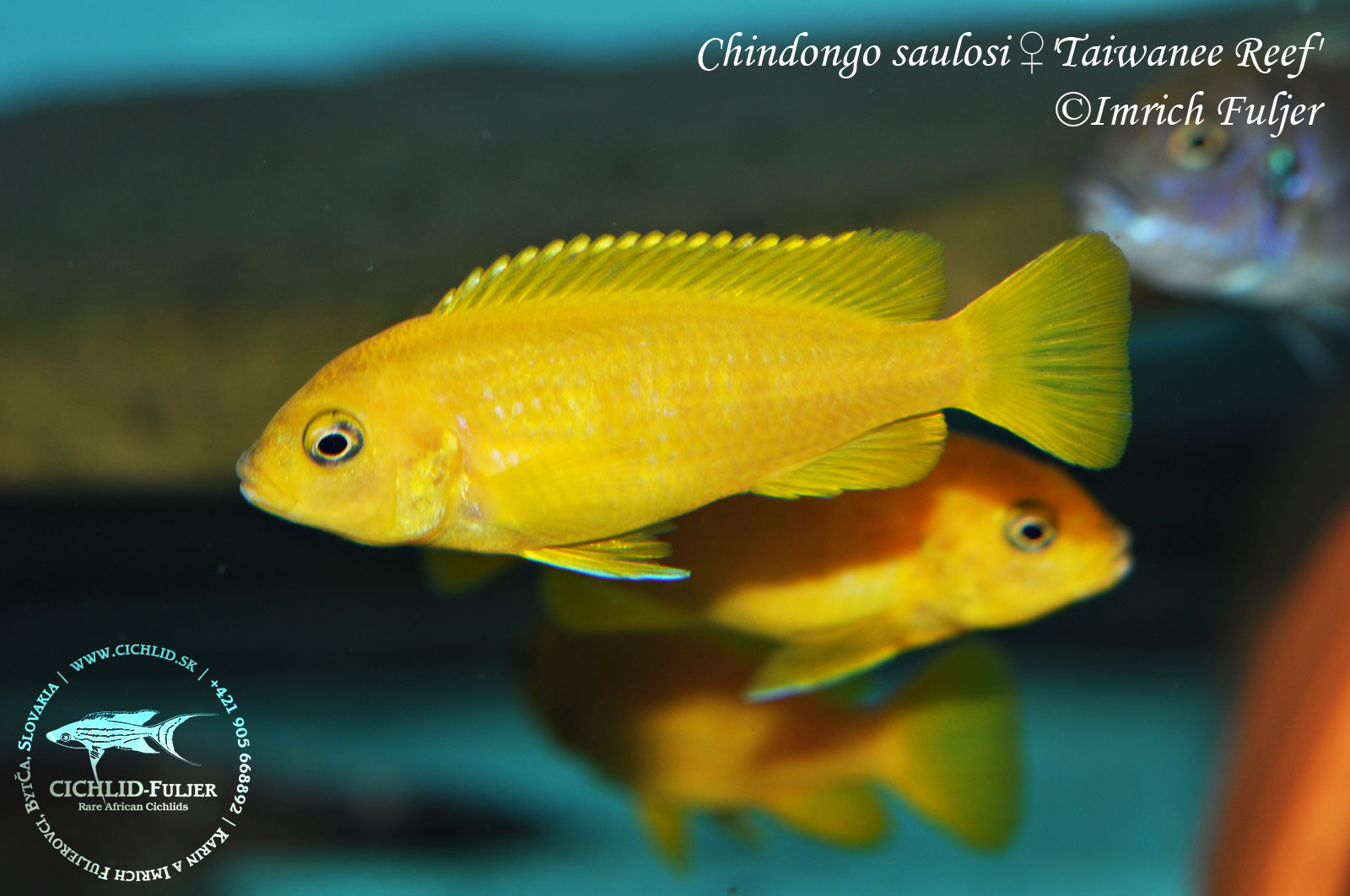 Chindongo-saulosi-'Taiwanee-Reef'-(11)