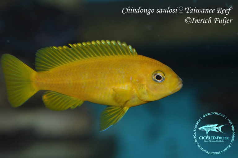 Chindongo saulosi 'Taiwanee Reef'