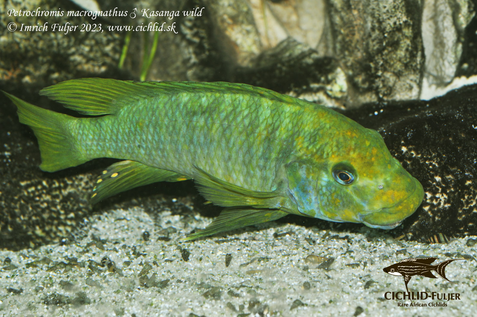 Petrochromis-macrognathus-Kasanga-(31)