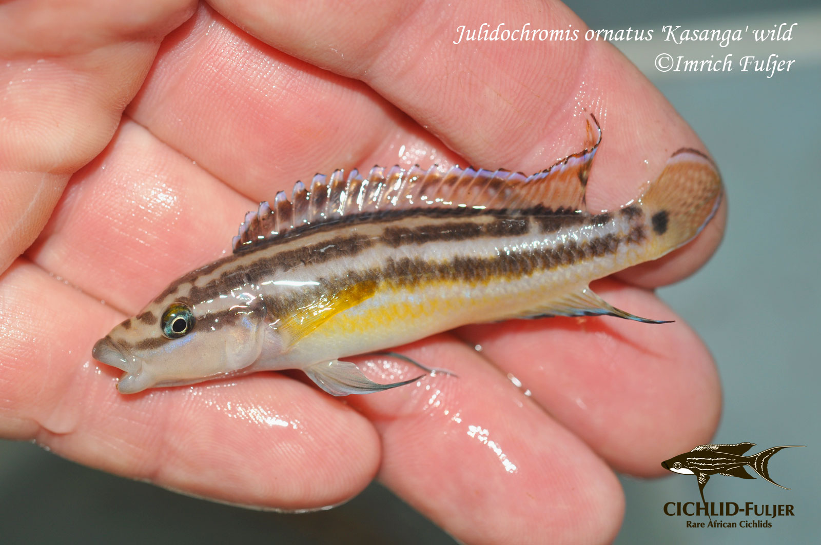 Julidochromis-ornatus-Kasanga-(2)