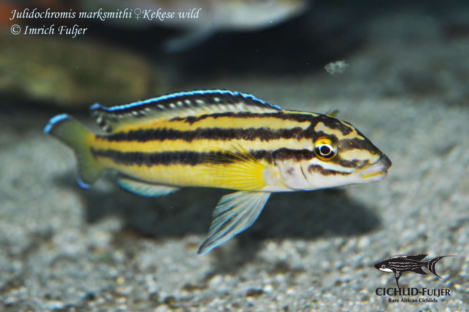 Julidochromis-marksmithi-Kekese-(10)