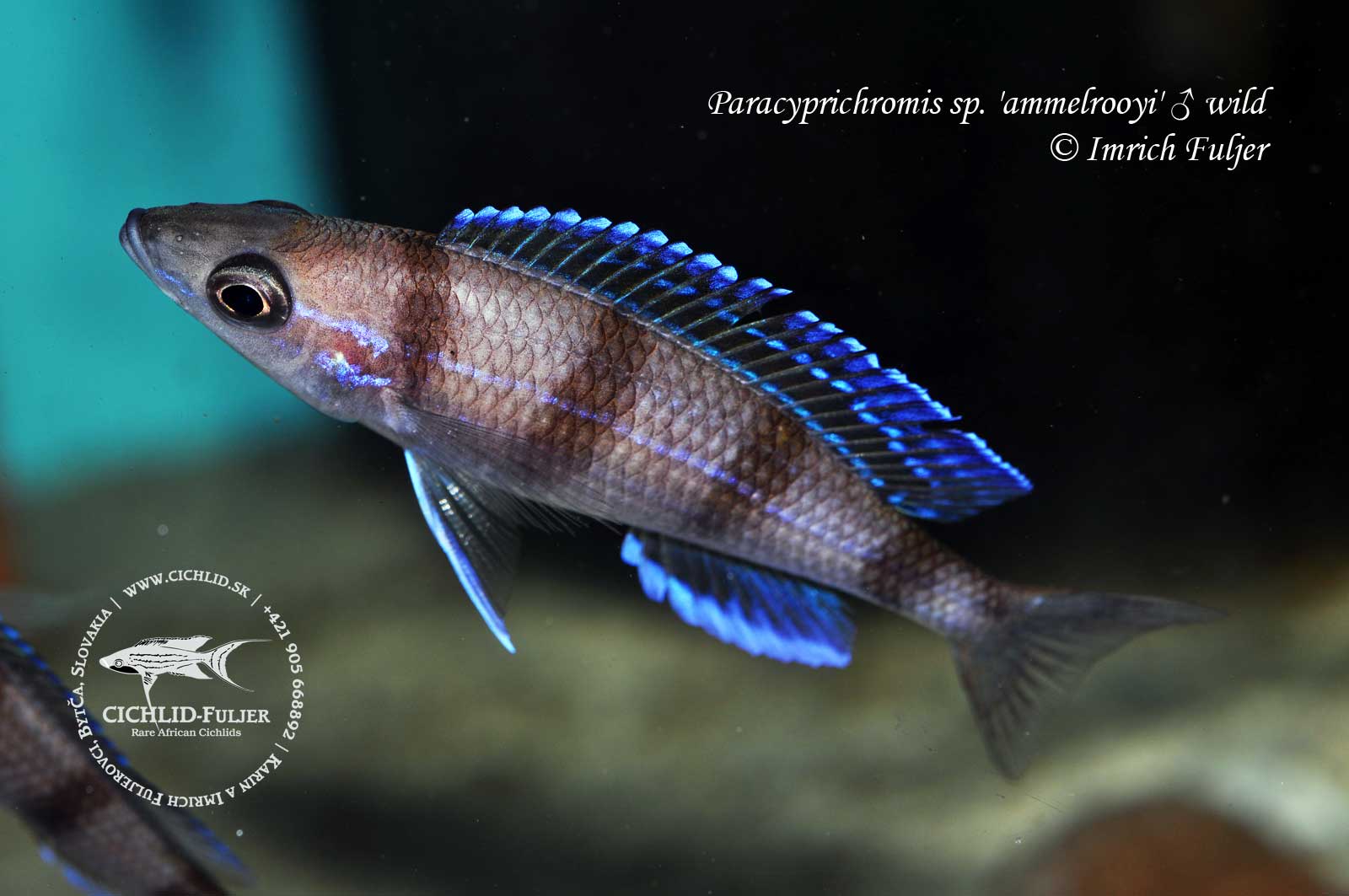Paracyprichromis-sp.-'ammelrooyi'-(10)