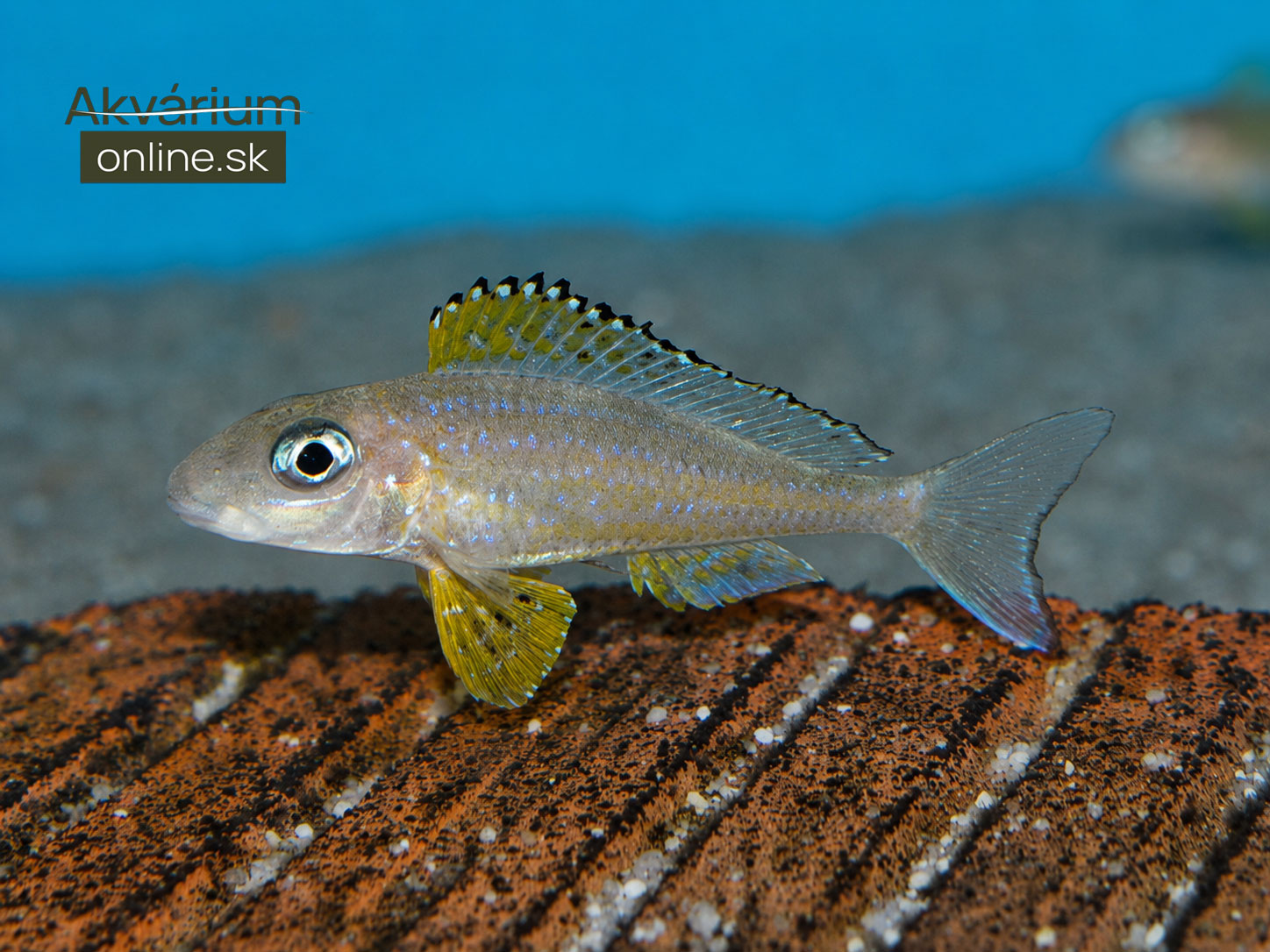 Xenotilapia papilio Kanoni – tanganická cichlida z nášho chovu