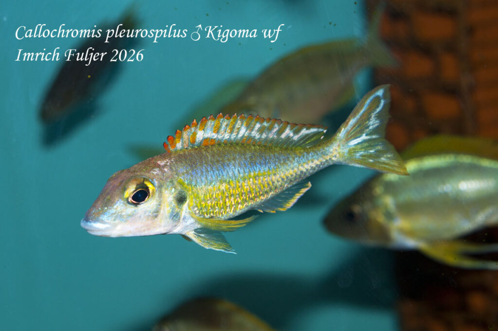 Callochromis pleurospilus Kigoma – samec v akváriu