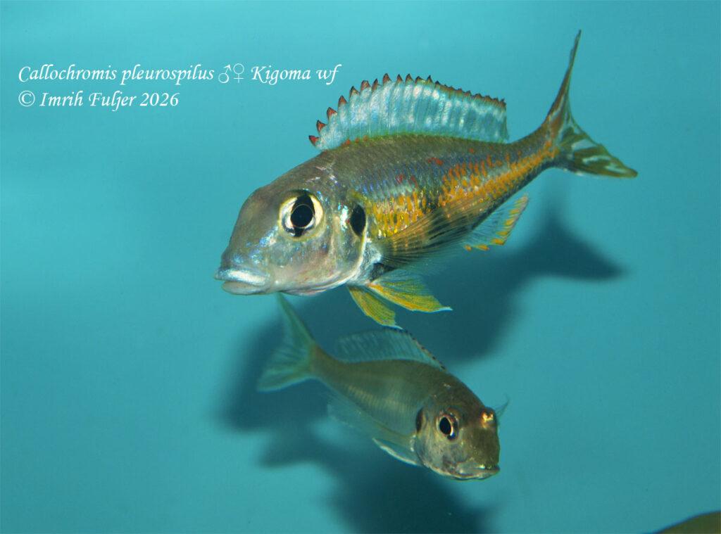 Callochromis pleurospilus Kigoma – bočný profil samca