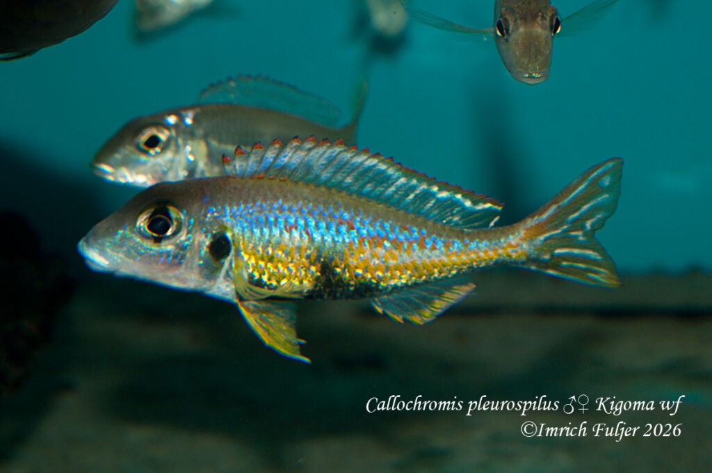 Callochromis pleurospilus Kigoma – samec medzi ostatnými rybami