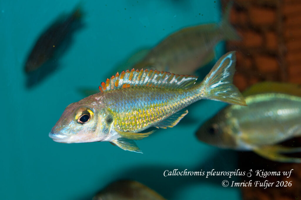 Callochromis pleurospilus Kigoma – dospelý samec