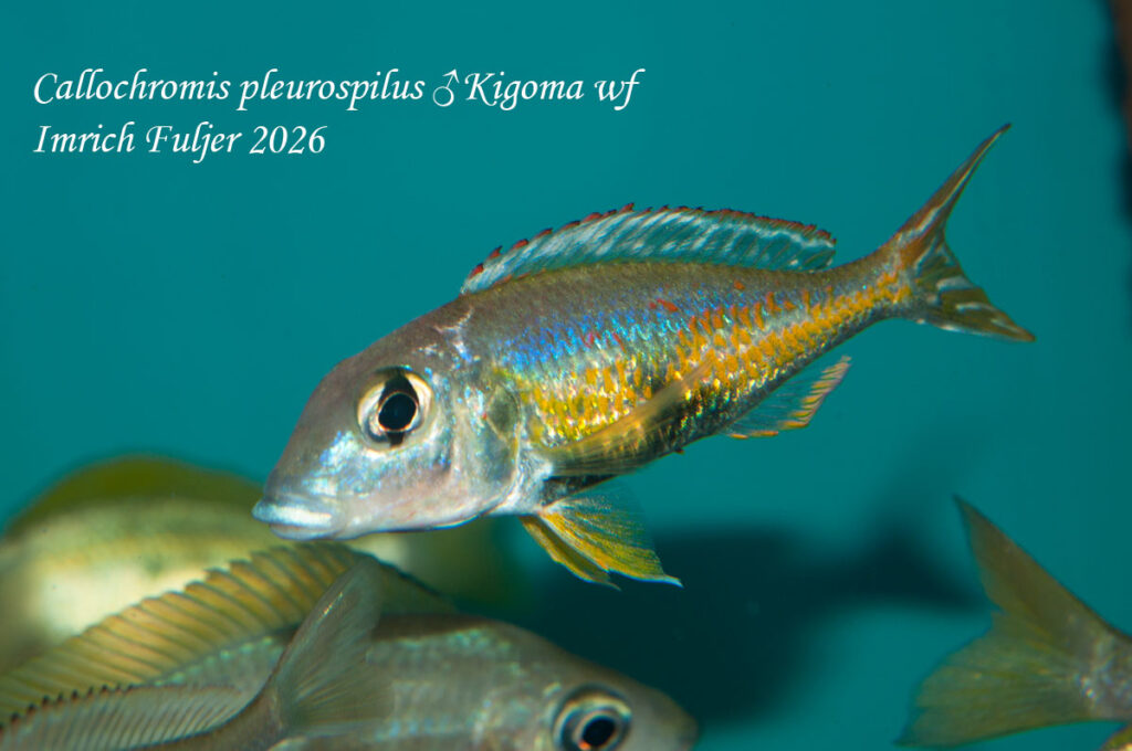 Callochromis pleurospilus Kigoma – vyfarbený samec