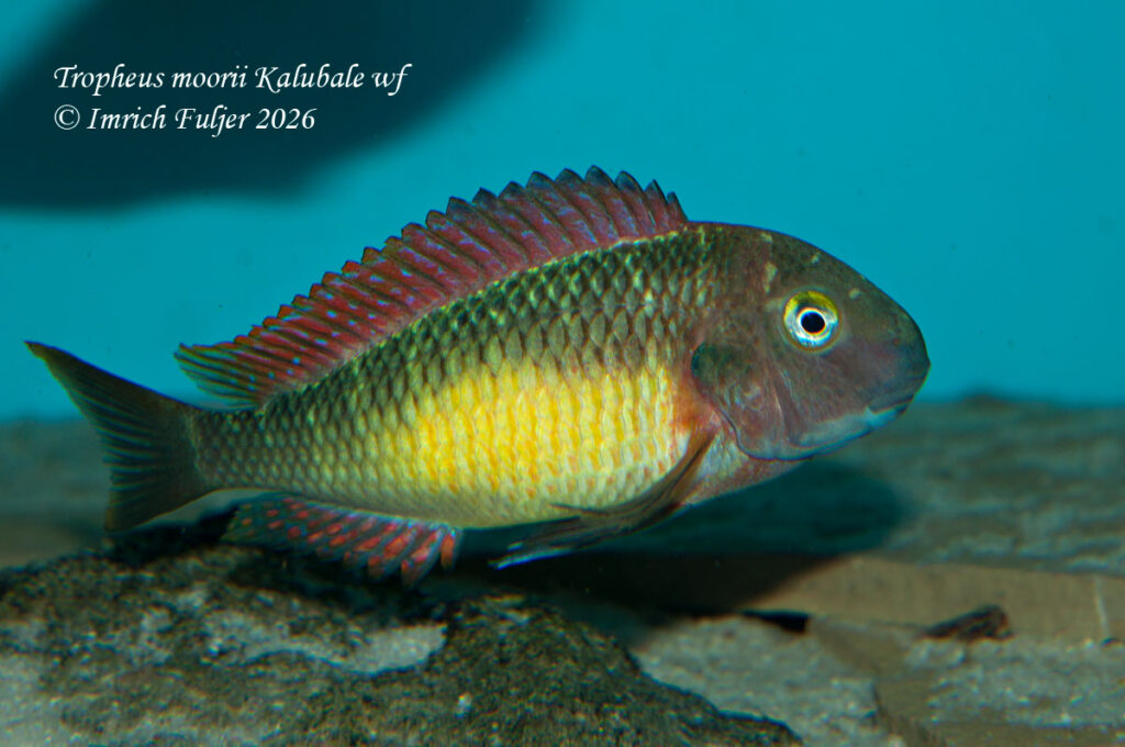 Tropheus moorii Kalubale – dospelý samec